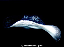 Marbled ray at Cocos Island by Michael Gallagher 